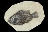 Fossil Fish (Cockerellites) - Green River Formation #129649-1